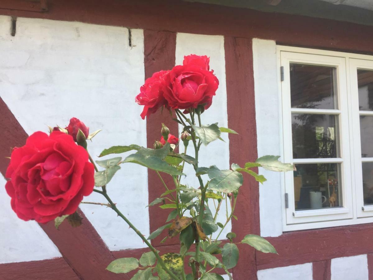 Rosenlund Bed & Breakfast Skovsgårde 외부 사진